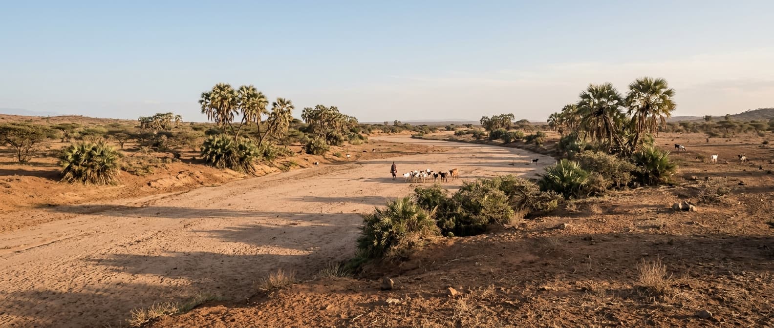 A wide, dry sandy riverbed lined with doum palms, with a herder and goats in the distance